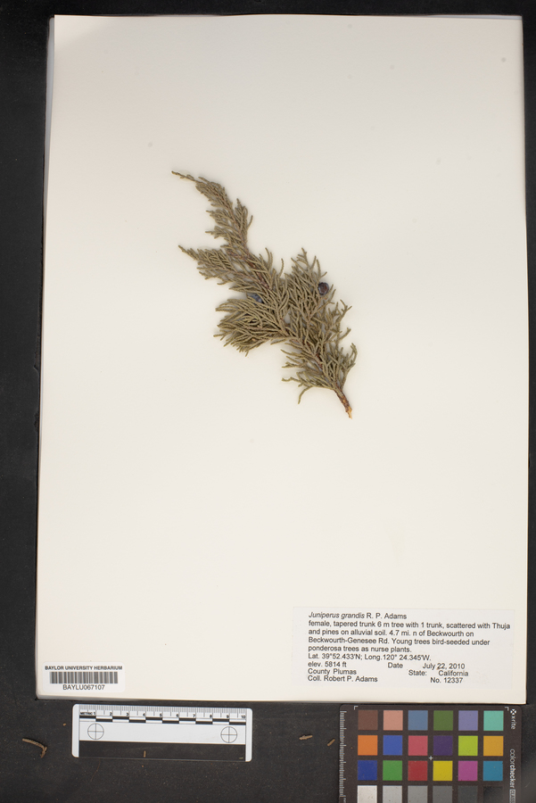 Juniperus grandis image