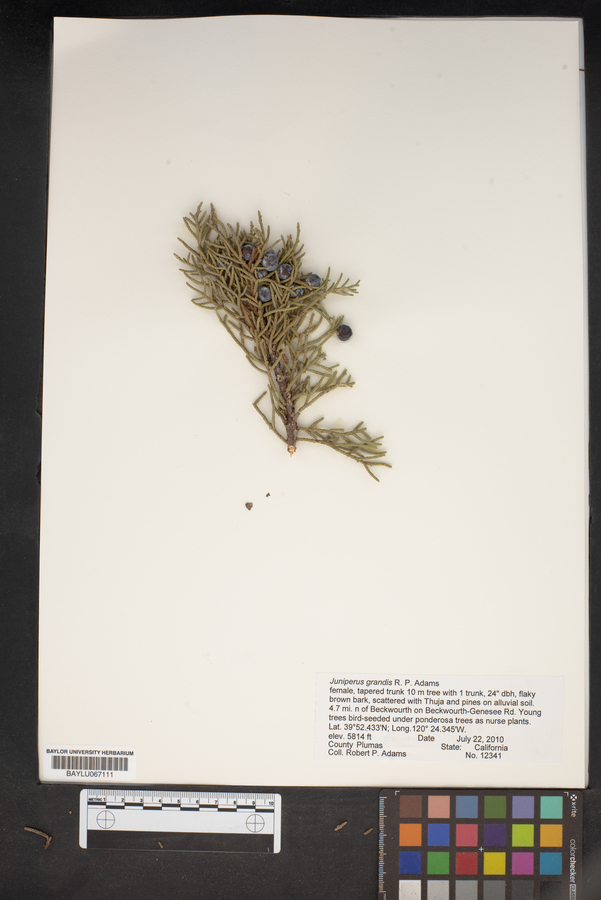 Juniperus grandis image