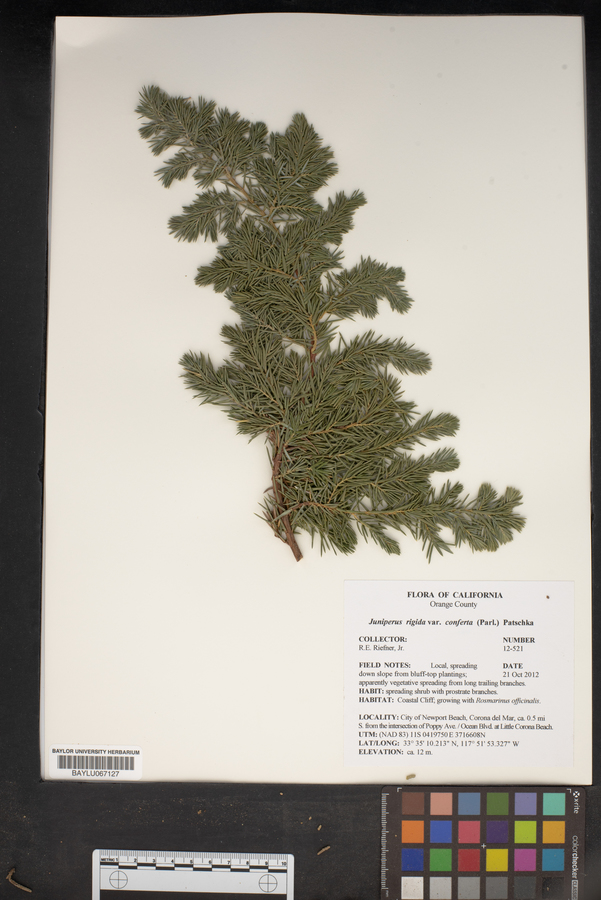 Juniperus rigida var. conferta image