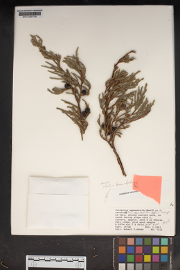 Juniperus recurva image