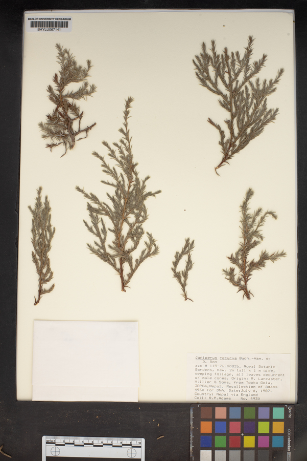 Juniperus recurva image