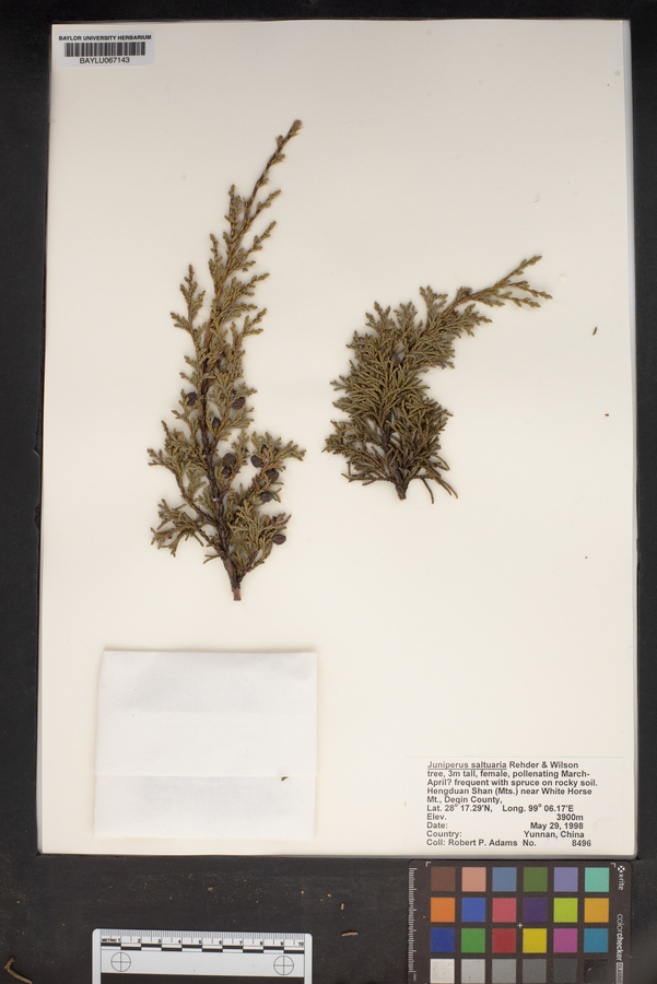 Juniperus saltuaria image