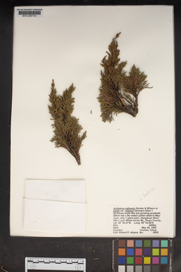 Juniperus saltuaria image