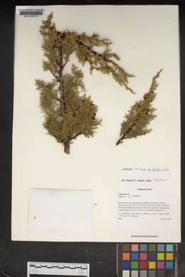 Juniperus saltuaria image