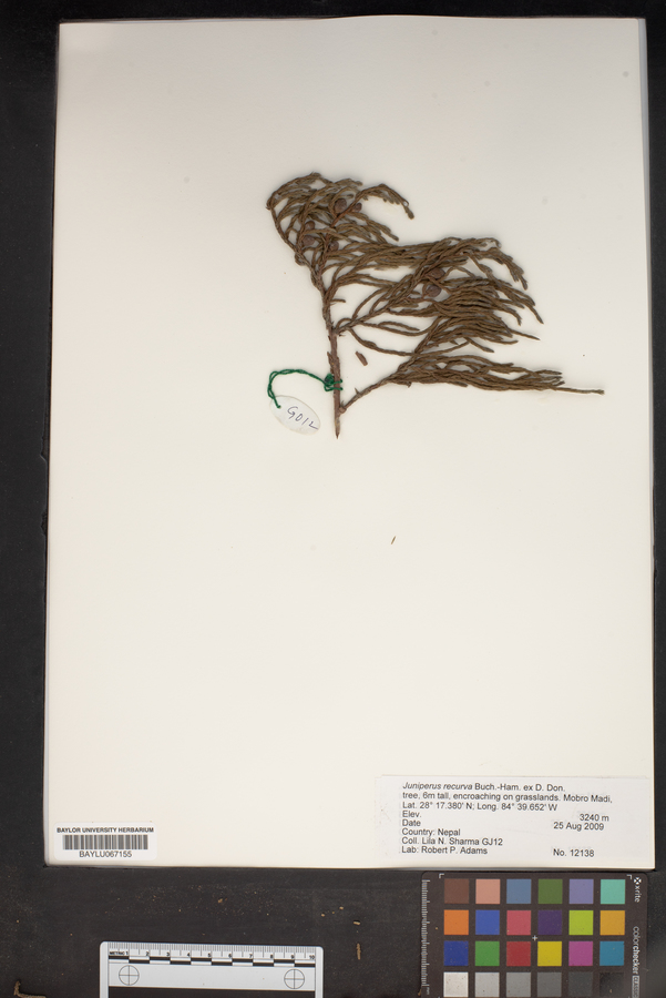 Juniperus recurva image