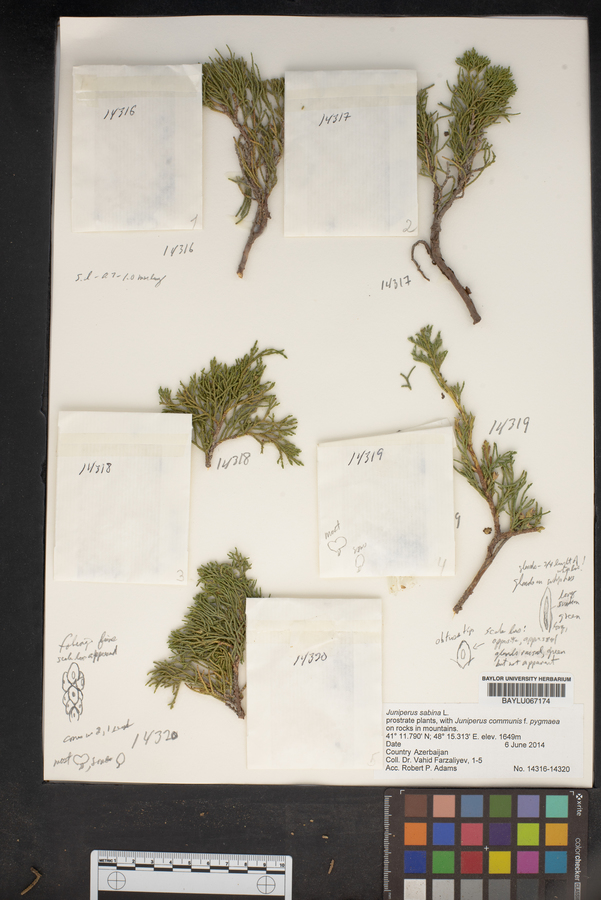 Juniperus sabina image