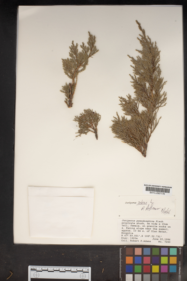 Juniperus sabina image