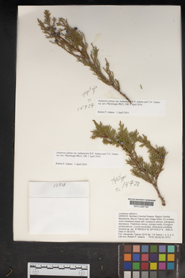 Juniperus sabina image