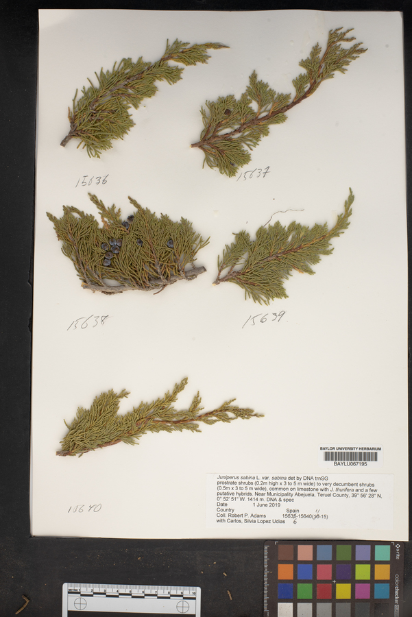 Juniperus sabina var. sabina image
