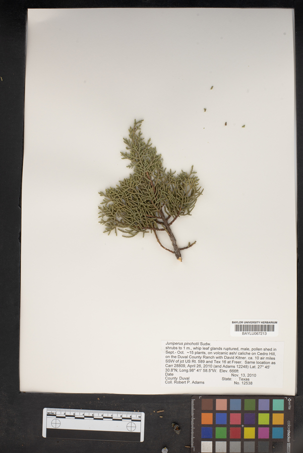 Juniperus pinchotii image