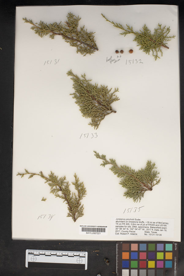 Juniperus pinchotii image