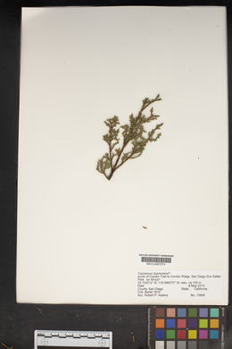 Cupressus dupreziana image