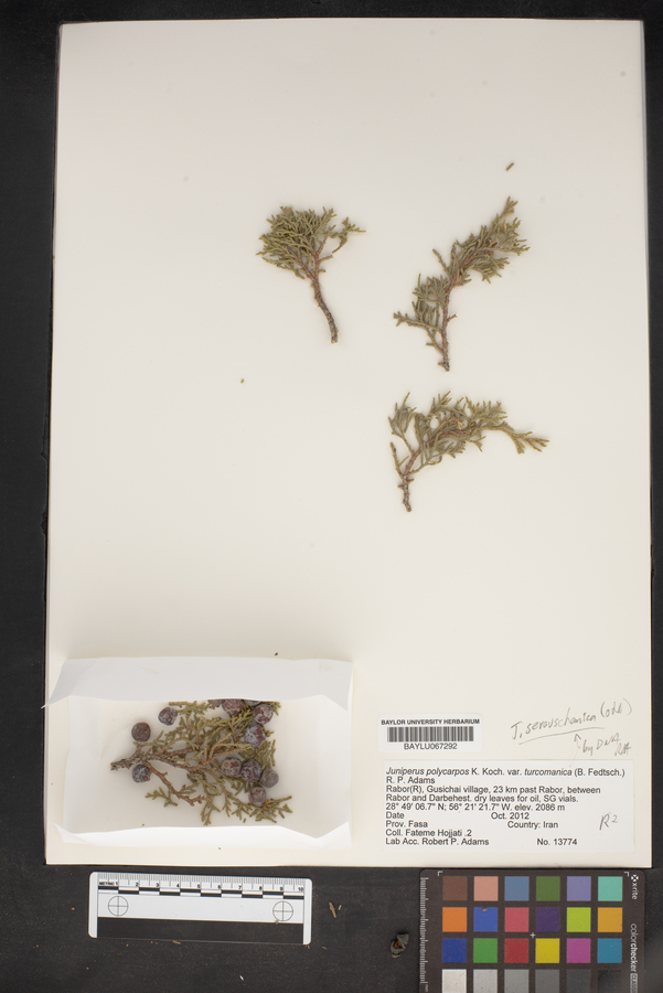 Juniperus seravschanica image