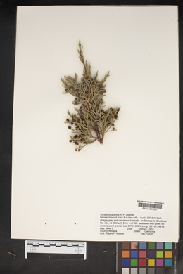 Juniperus grandis image