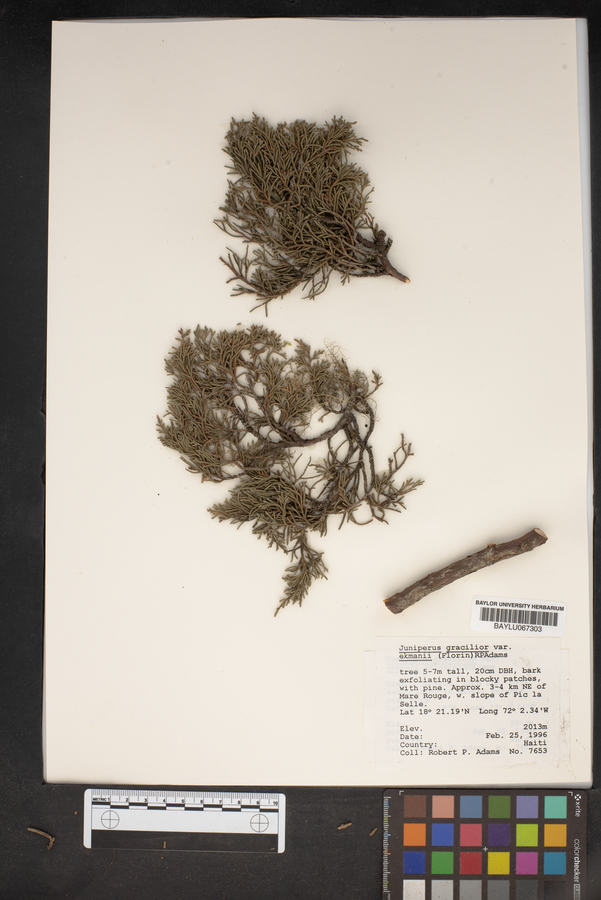 Juniperus gracilior var. ekmanii image