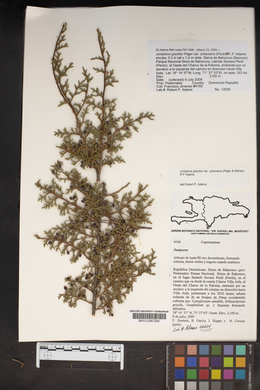 Juniperus gracilior var. urbaniana image