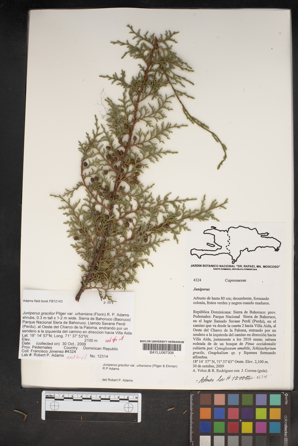 Juniperus gracilior image