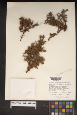 Juniperus saxicola image