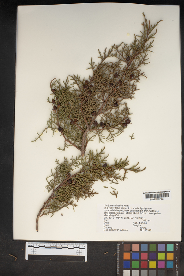 Juniperus tibetica image