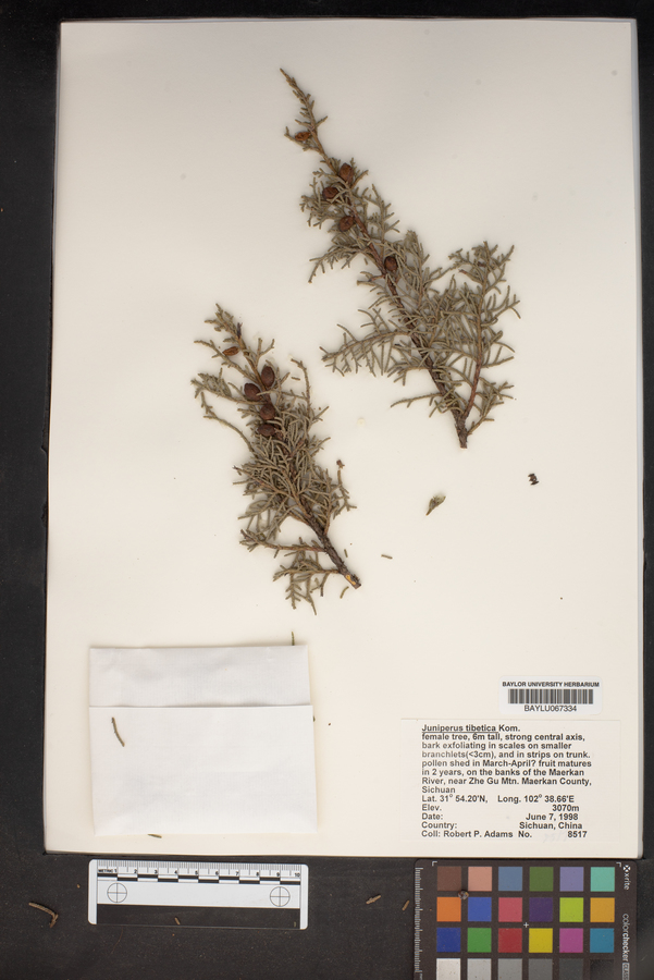 Juniperus tibetica image