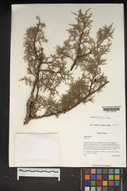 Juniperus tibetica image