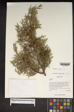 Juniperus tibetica image