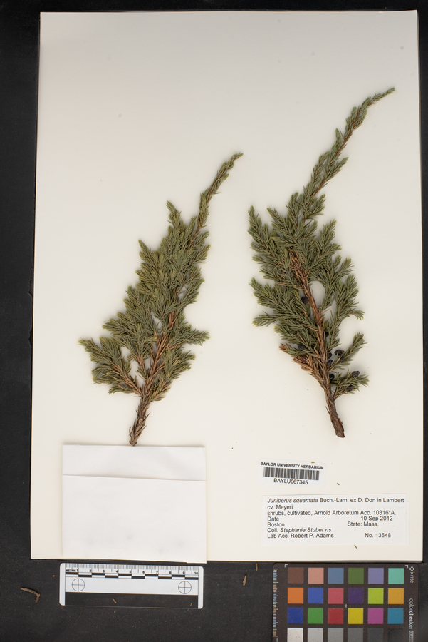 Juniperus squamata image