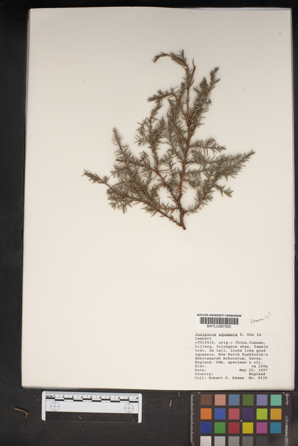 Juniperus squamata image