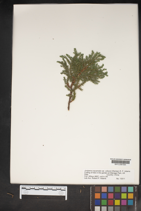 Juniperus pingii var. wilsonii image