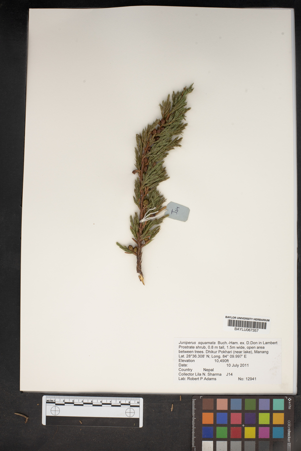 Juniperus squamata image