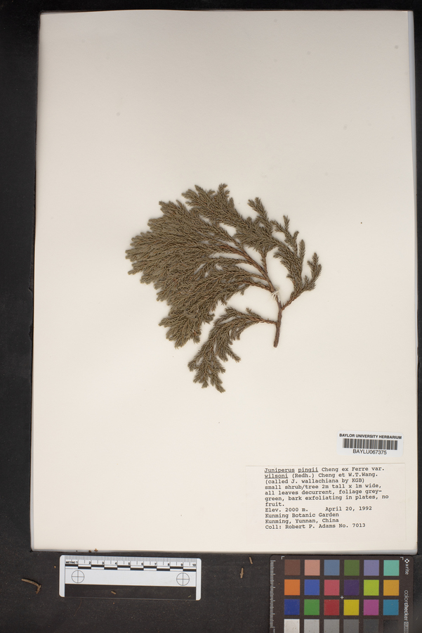 Juniperus pingii var. wilsonii image