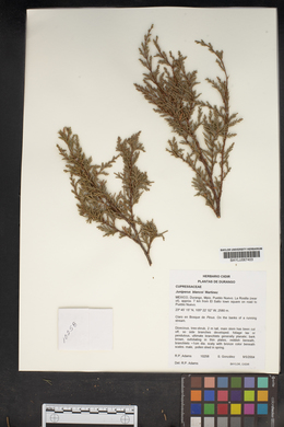 Image of Juniperus blancoi