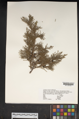 Juniperus blancoi image