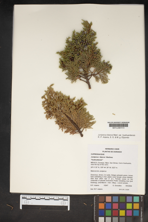 Juniperus blancoi image