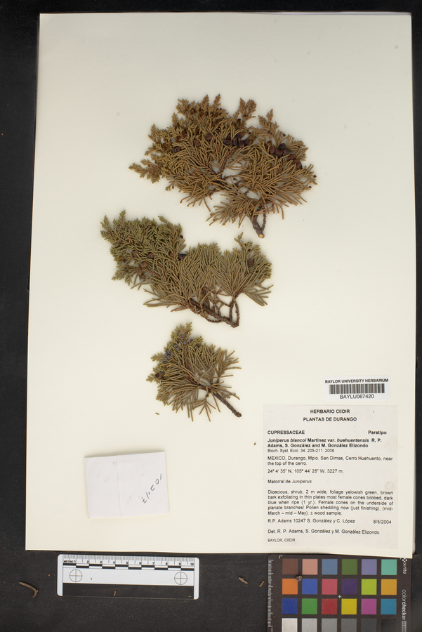 Juniperus blancoi var. huehuentensis image