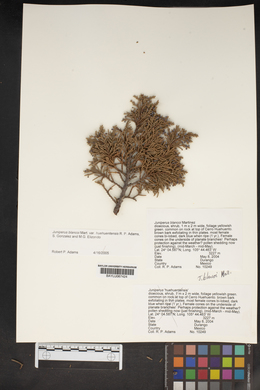 Juniperus blancoi image