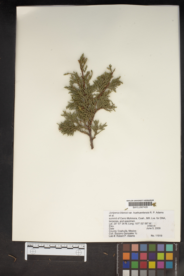 Juniperus blancoi image