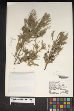 Juniperus blancoi var. mucronata image
