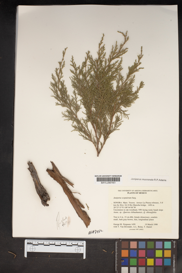 Juniperus blancoi var. mucronata image