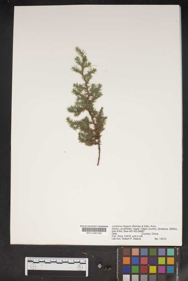 Juniperus squamata image