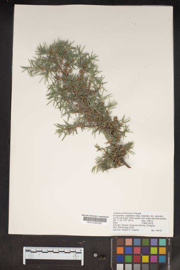 Juniperus formosana image