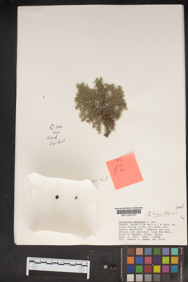 Juniperus squamata image