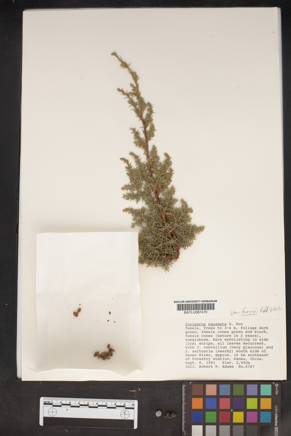Juniperus squamata image