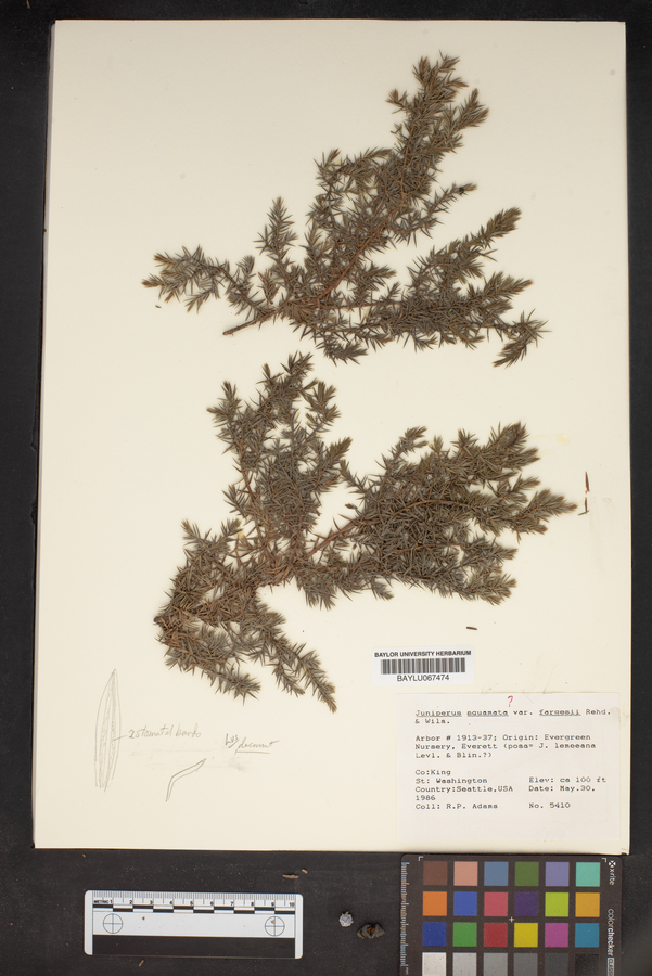 Juniperus squamata var. fargesii image