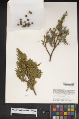 Juniperus foetidissima image