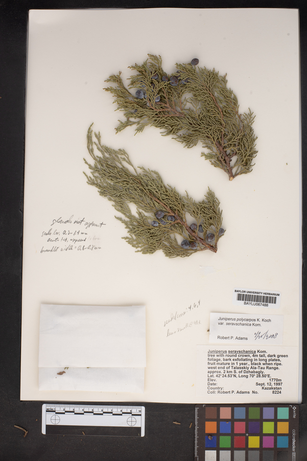 Juniperus excelsa subsp. polycarpos image