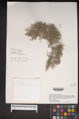 Juniperus seravschanica image