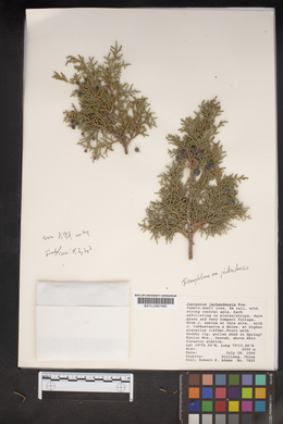 Juniperus semiglobosa image