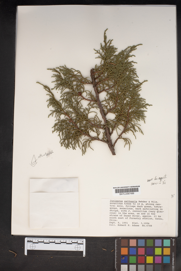 Juniperus saltuaria image