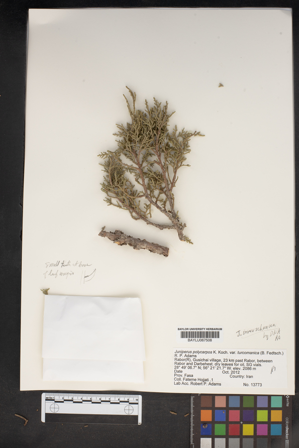 Juniperus excelsa subsp. polycarpos image